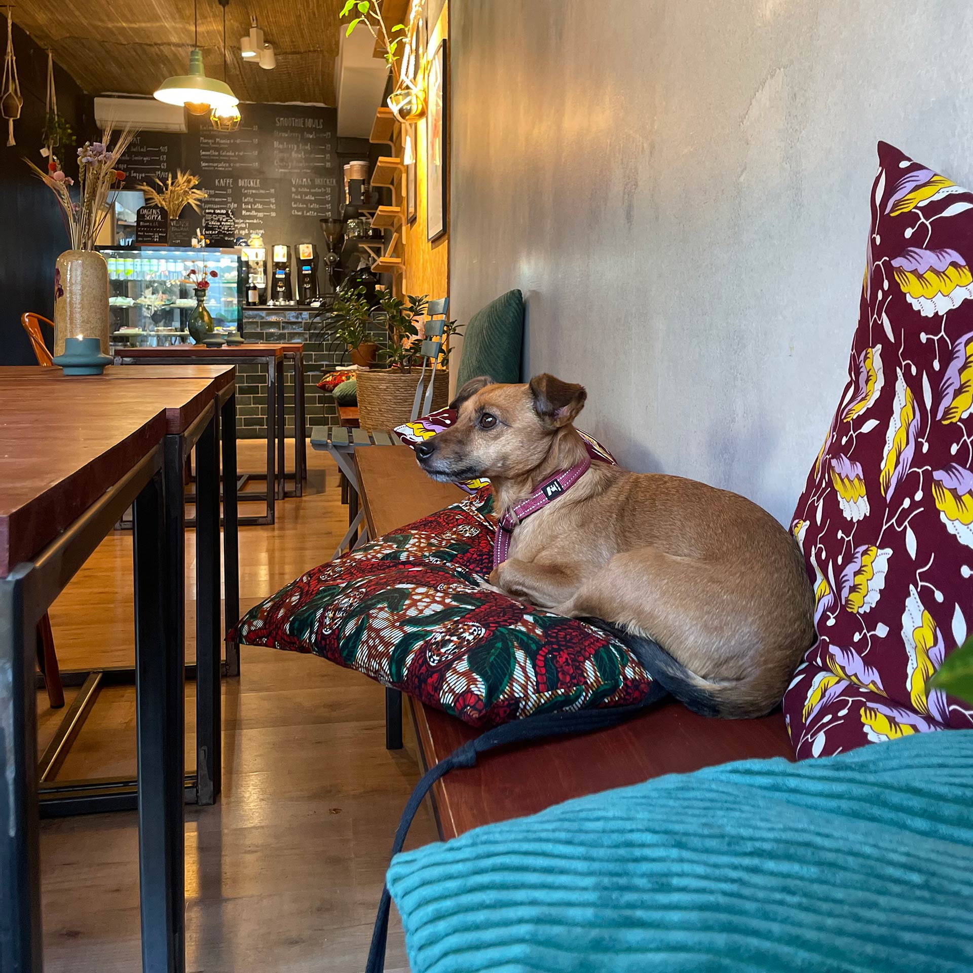 En hund sitter på en kudde i ett kafé.