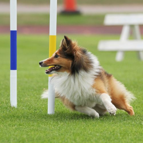 En hund springer genom en agilitybana.